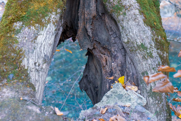 Autumn forest. Clean mountain river in the autumn forest.