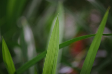 Abstract, nature Green leaf background and beautiful wallpaper.