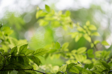 Fototapeta na wymiar Abstract, nature Green leaf background and beautiful wallpaper.