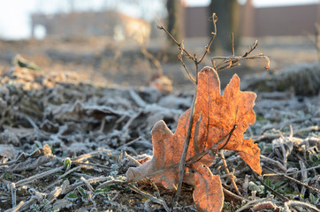 Oak frozen leaf on the grass, frosty, frosty day