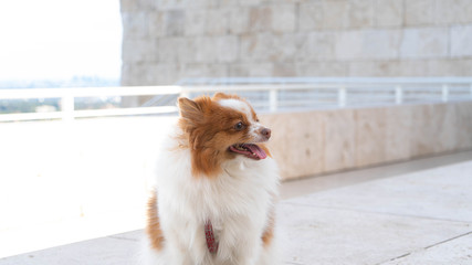 Pomeranian puppy white hair and black hair