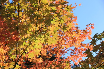 秋の風景　紅葉