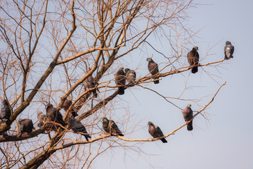 pigeons on tree branches in spring
