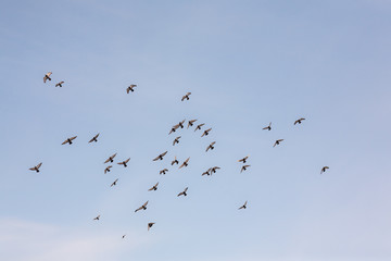 flock of pigeons in flight