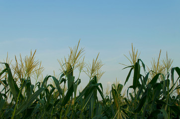 Naklejka premium picture of corn cob in organic corn field.