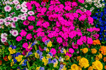 Flowers in bloom. Beautiful garden on a sunny day. Group of bloom pansy flowers and other amazing plants. Colorful flower bed blue, yellow, orange, pink, purple flowers.