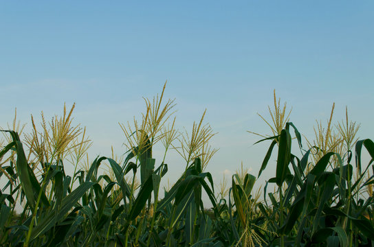 picture of corn cob in organic corn field.