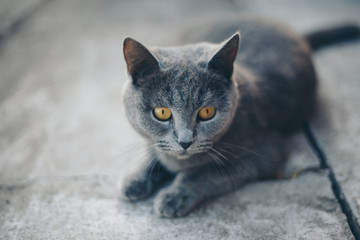 cat lying on the floor. Gray animal. Muzzle close-up. The concept of alternative medicine, allergies, antidepressants, Pets