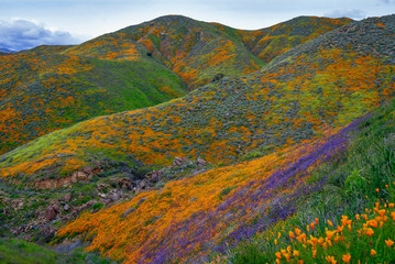 2019 California Super Bloom