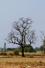 dramatic landscape with lonely dry tree, Dead trees and dry. Dead trees dry in rice harvesting is...