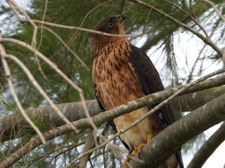 Western marsh harrier on the hunt