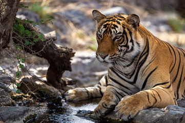Fototapeta na wymiar Wild male tiger cooling off in water during hot summer season at ranthambore national park or tiger reserve, rajasthan, india - panthera tigris