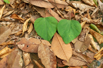 Heart shaped leaves on dry leaves