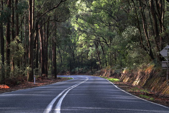 Curvey, winding road in forest in the Victorial alpine area.