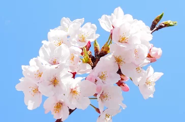 Foto op Canvas 桜の枝 © Kinusara