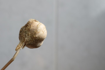 Obraz premium Close-Up Moldy garlic on white background.