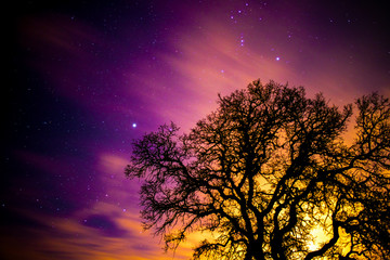 Obraz na płótnie Canvas Vibrant Night with a tree and stars