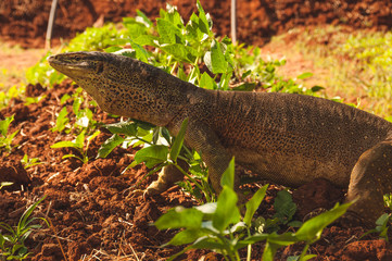 Kununurra Monitor Lizard