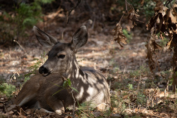 deer in the woods at Yosemite national park