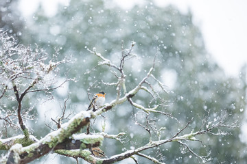 アトリと雪景色