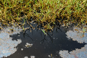 Waste water by industrial plants,oil contaminated