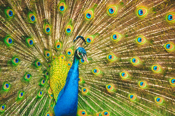 Obraz premium Peacock