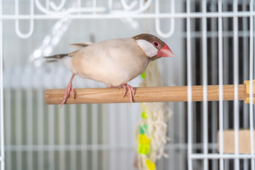 Java sparrow	