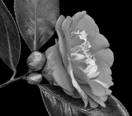 Obrazy na Szkle  Monochromatyczny, szary, biały, żyłkowany kwiat kamelii. dwa pąki, trzy błyszczące liście, makro, piękny kwiat martwej natury na czarnym tle