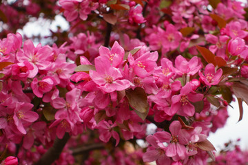 Pink flowers of a decorative apple tree