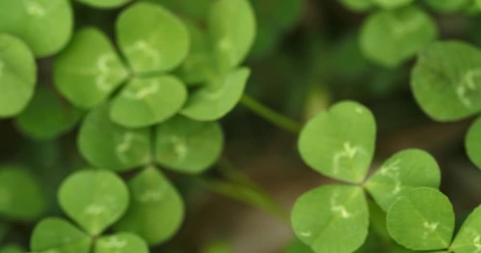 Panning across a field of clovers , finding, and picking a lucky four leaf clover. Shamrock shape for lucky charm or St. Patrick's Day.