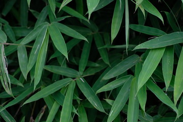 Close-Up Bamboo Green leaves for background
