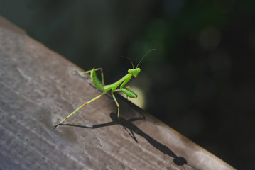 close up of green european mantis on old wooden board, side angle view from above, closeup stock photo image