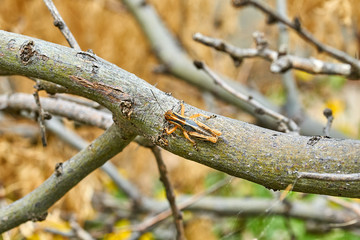 Texas Differential Grasshopper on mesquite tree branch