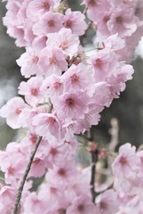 Naklejka premium 河津桜