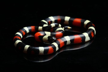 Pueblan milk snake or Campbell's milk snake, Lampropeltis triangulum campbelli, isolated on black...