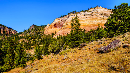 Obraz premium Geological Sandstone formation along the Kolob Terrace Road in Zion National Park, Utah, United States