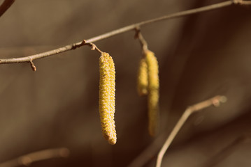 Blooming alder tree in spring day close-up. Retro style toned.