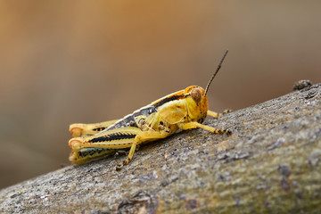 Texas Differential Grasshopper on mesquite tree branch