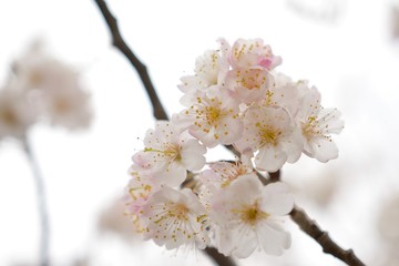 河津桜
