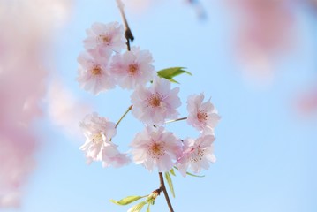 河津桜