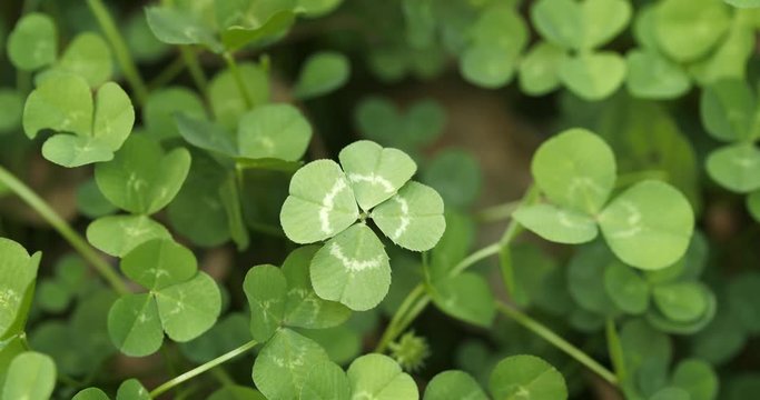 Lucky four leaf clover in a field of clovers. Shamrock shape lucky charm or St. Patrick's Day.
