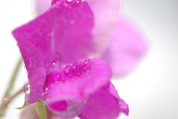 スイートピーの花