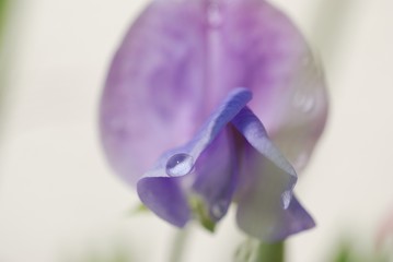 スイートピーの花