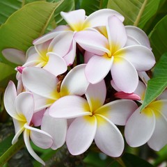 Fototapeta na wymiar Close up of pink and yellow frangipani blossoms