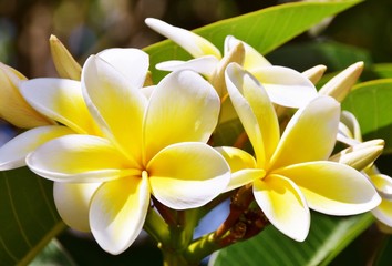 Close up of white and yellow frangipani blossoms