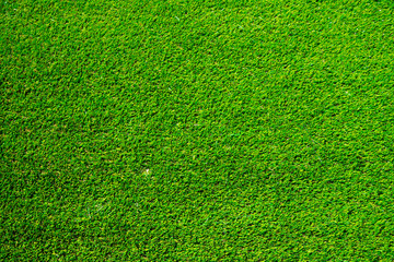 Grass Texture