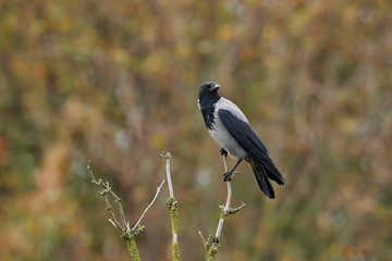 Hooded crow (Corvus cornix) in its natural habitat
