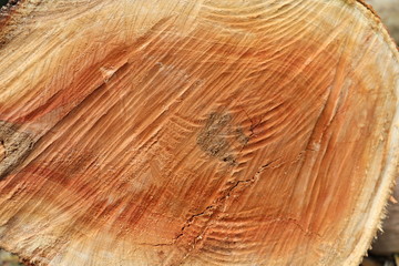 texture of wood