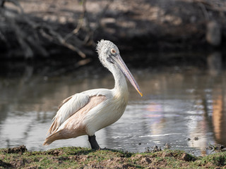 Close up Spot Billed Pelican Standing near a Swamp Isolated on Background