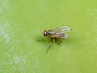 Macro Photo of Housefly on Green Leaf